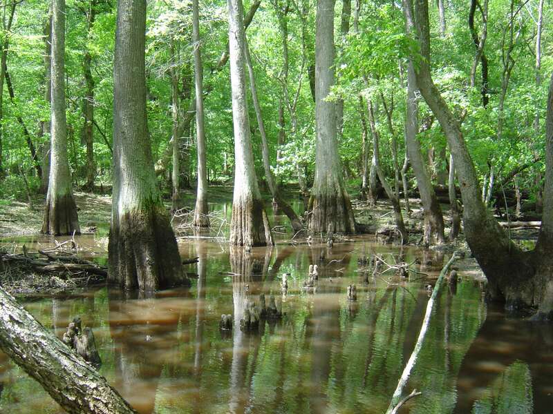 Florested wetland in the Pocomoke River watershed. 
Credit: Dan Murphy/USFWS