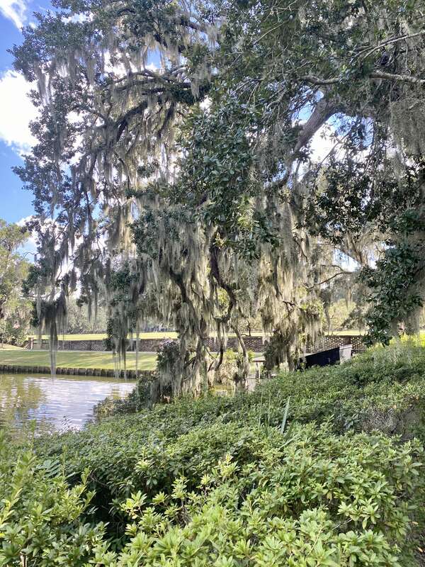 The formal gardens at Middleton Place were originally laid out in the 18th Century, but fell into ruins following the US Civil War and the 1886 Charleston Earthquake.  They were restored in the early 20th Century by the descendants of the Middleton