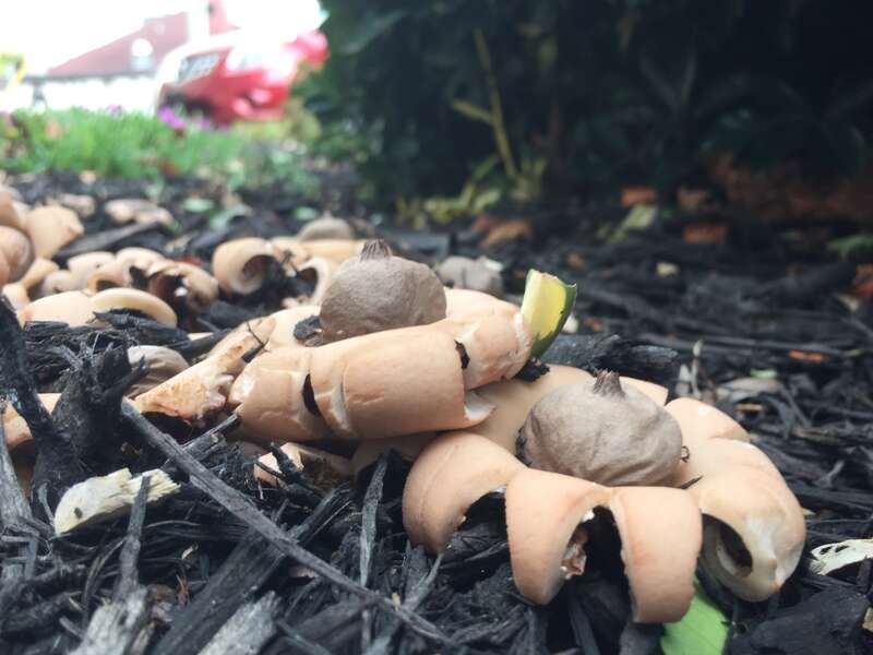 rounded earthstar (Geastrum saccatum)
