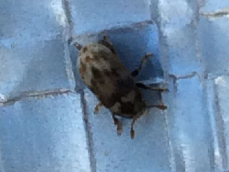 Eastern Ash Bark Beetle (Hylesinus aculeatus). Species of insect.