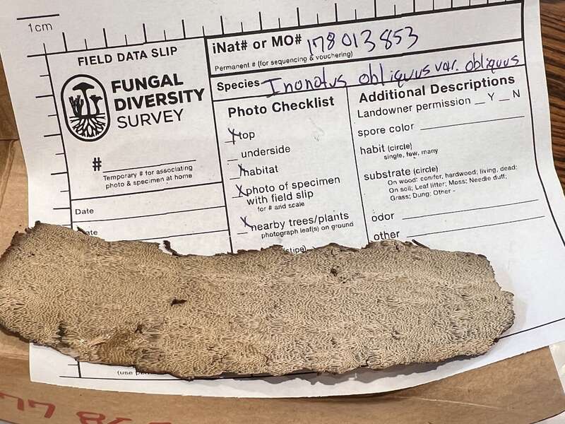 Inonotus obliquus obliquus