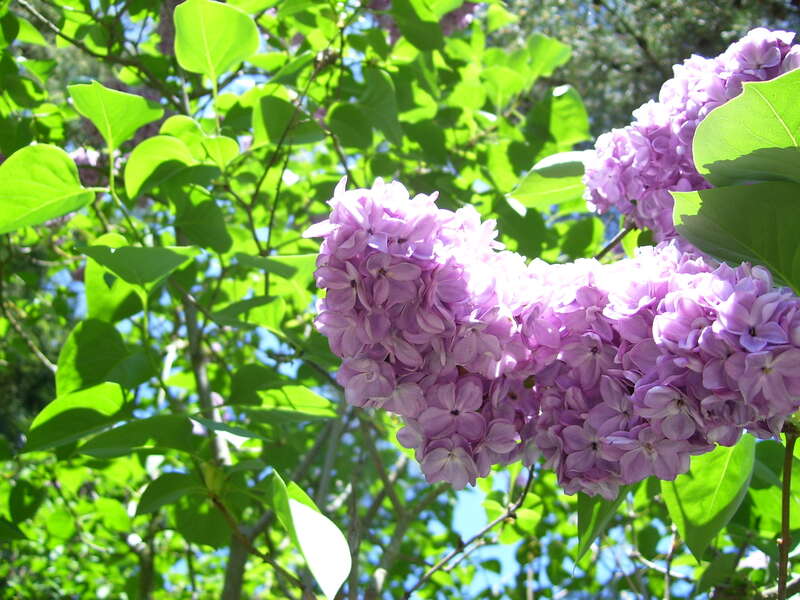 Lilacs, right?  I am still taking Remedial Flora 101.