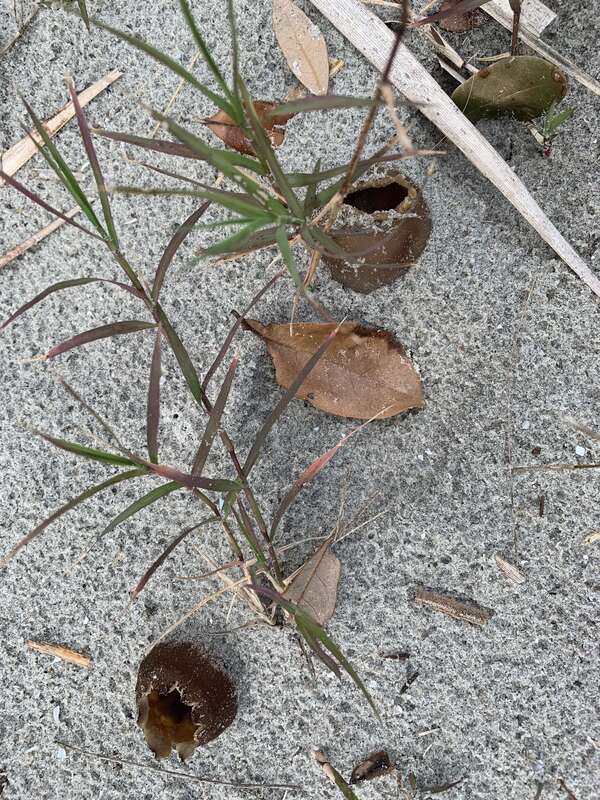 Dune Cup (Peziza ammophila)