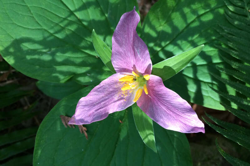 pink_trillium_flower_plant_cbubar