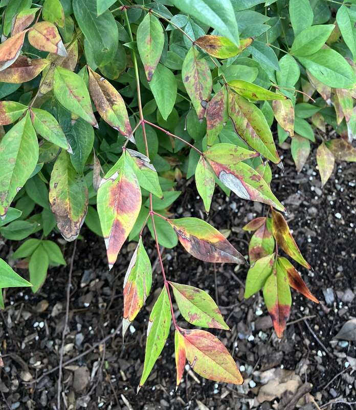 Pseudocercospora nandinae