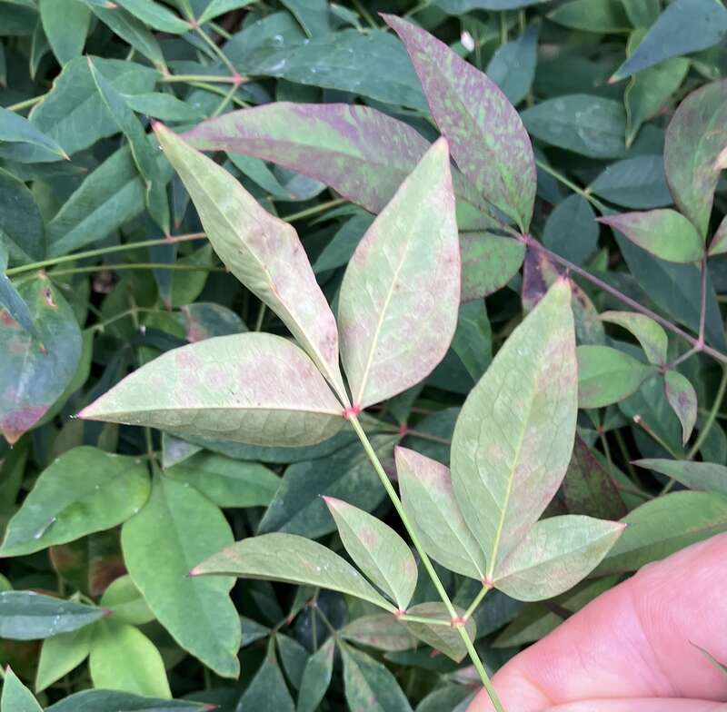 Pseudocercospora nandinae