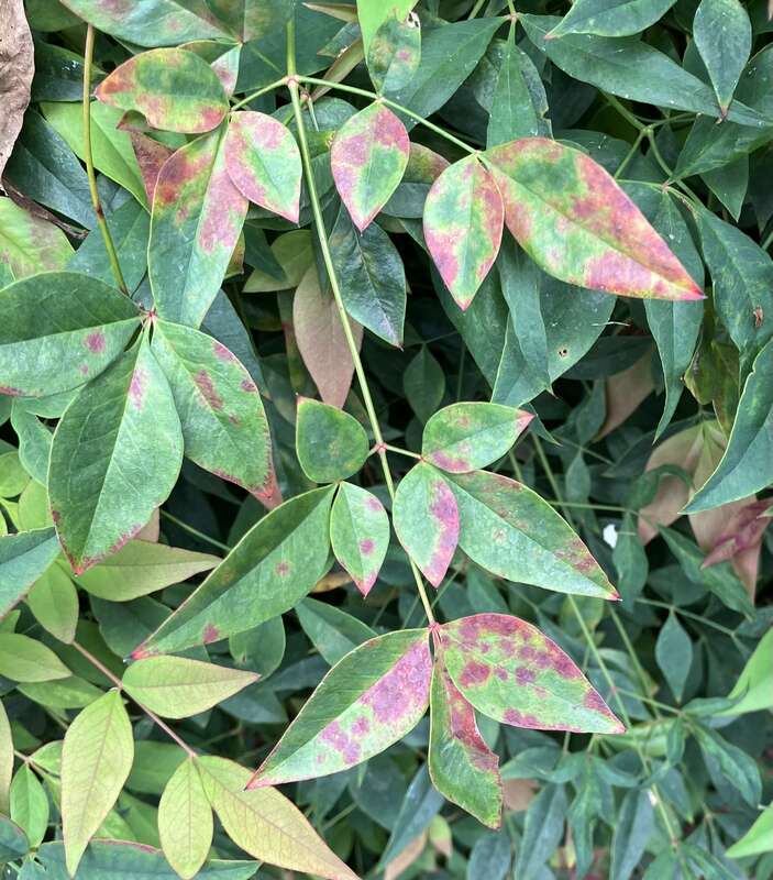 Pseudocercospora nandinae