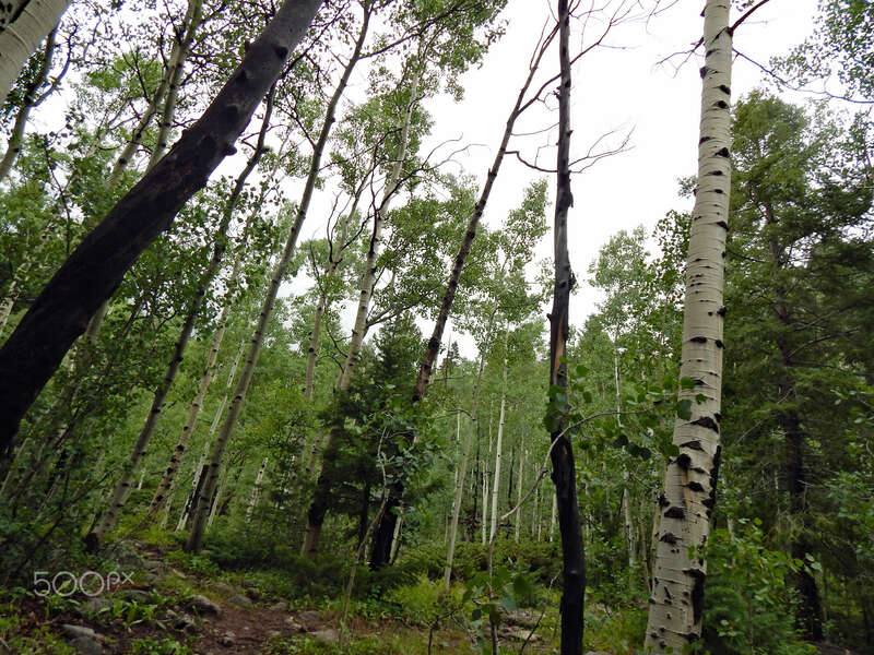 500px provided description: A hiking trail in early September [#landscape ,#fog ,#forest ,#mountains ,#landscapes ,#misty ,#colorado ,#hiking ,#camping ,#rocky mountains]