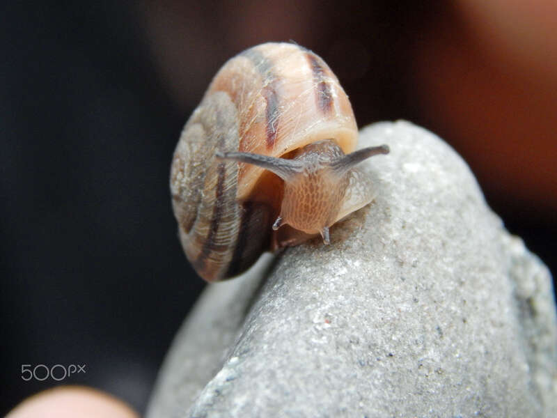 500px provided description: A snail on a rock. [#rock ,#animal ,#cute ,#wildlife ,#snail ,#wild ,#colorado ,#rocky mountains]