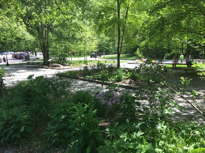 Sugarlands Visitor Center Pollinator Garden, May 2018--Andrea Walton