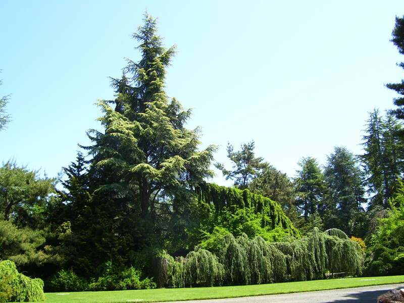 To the Drive-In Garden