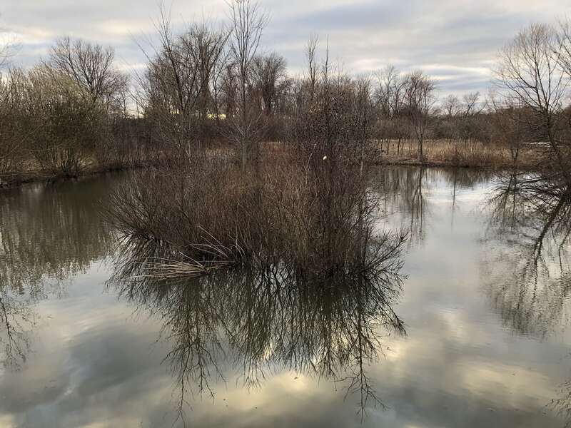 Wetlands in the Alewife Brook Reservation in March 2020