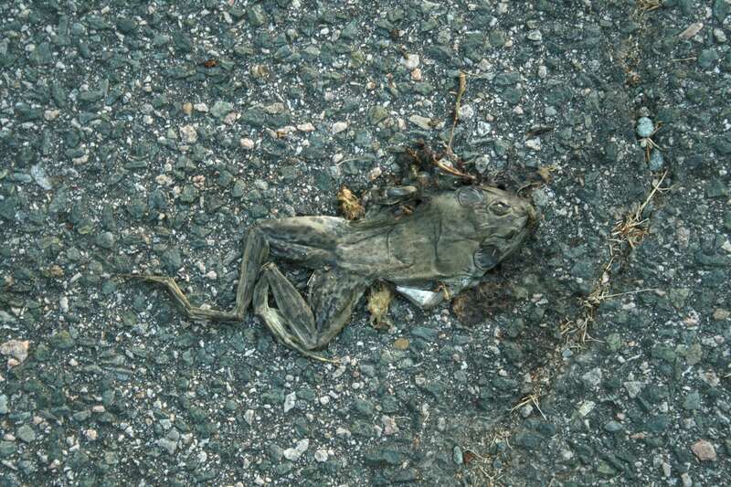 Frog crushed by a vehicle in Chapel Hill, North Carolina.