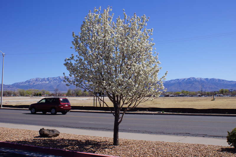 2014, March Snow on the Sandias