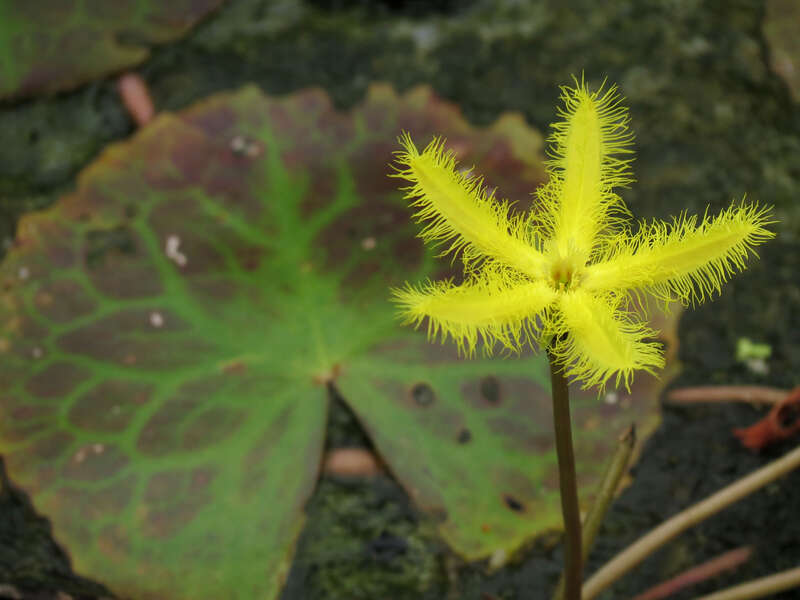 Nymphoides crenata.  Kenilworth Aquatic Gardens, Washington, DC, USA.  1 September 2012.