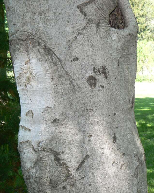 American Beech (Fagus grandifolia) bark detail