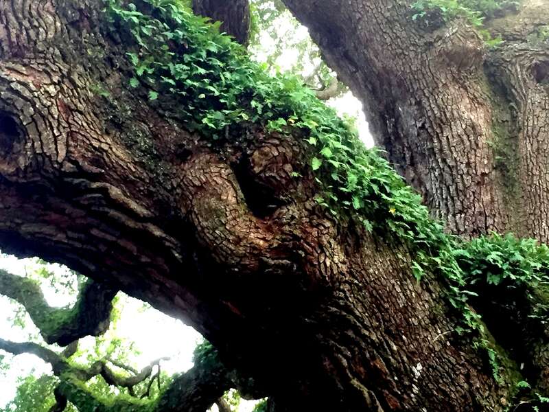 ferns and other greenery grow along the Angel Oak's massive branches