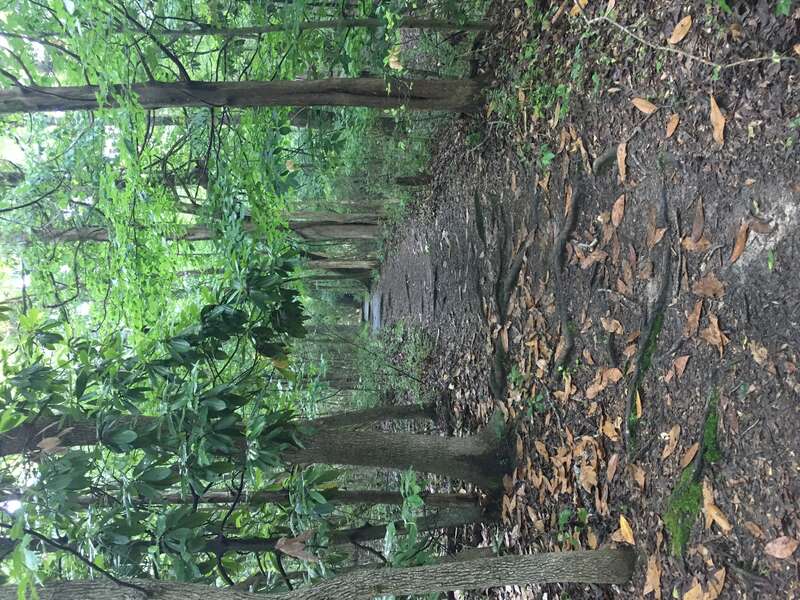 The Bailey Woods Trail to Rowan Oak in Oxford, Mississippi