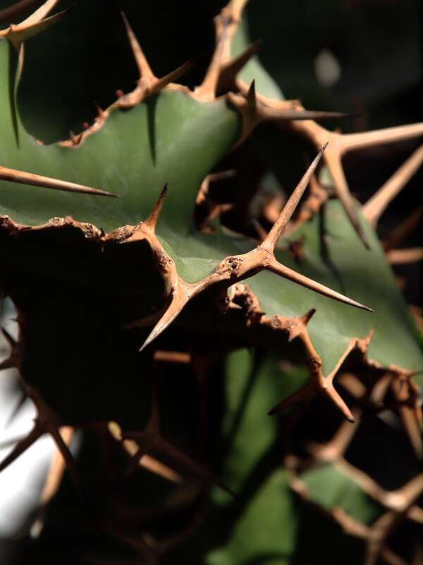 Big-Horned Euphorbia (Washington, DC)