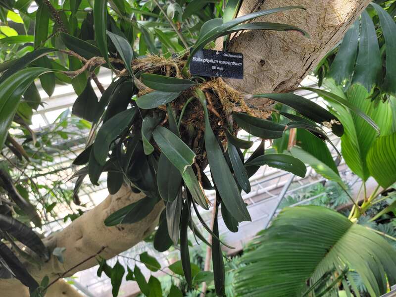 Hanging specimen of Bulbophyllum macranthum at the United States Botanical Garden in Washington DC