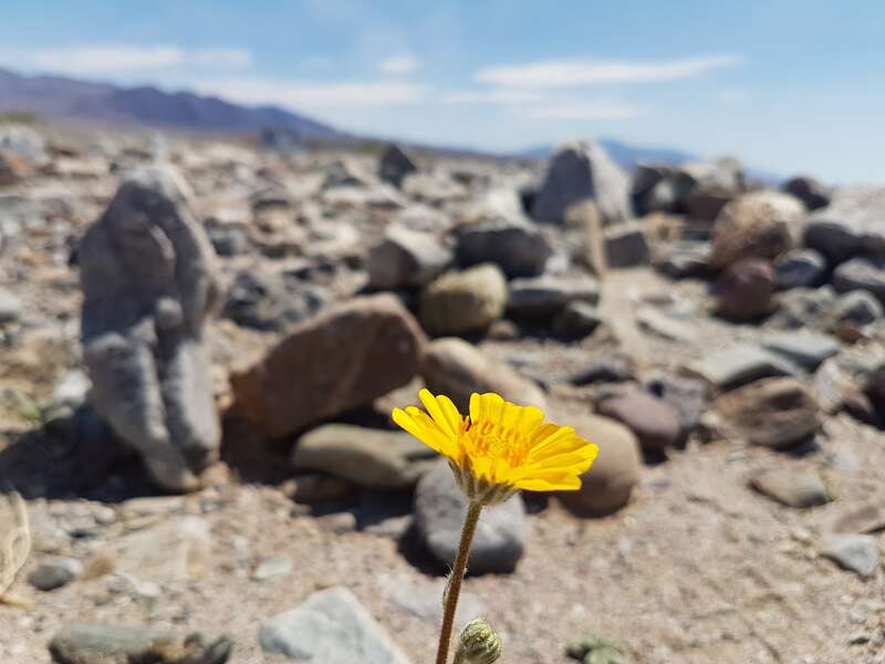 Lonely blossomy flower, Death Valley