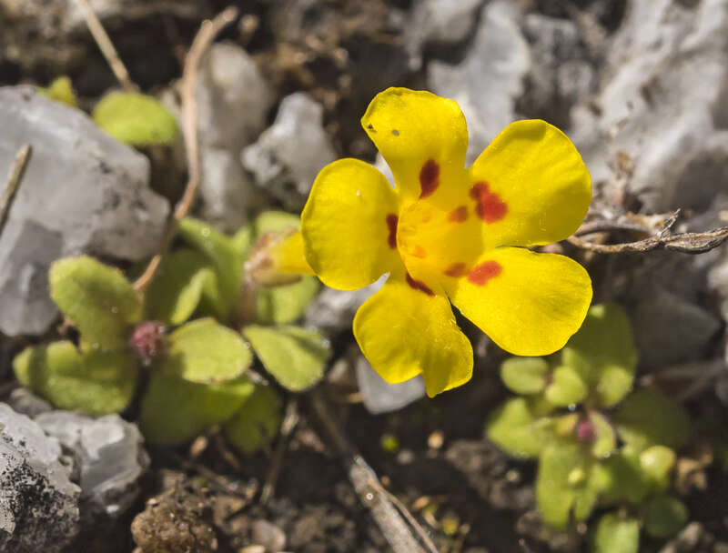 Erythranthe norrisii (Kaweah monkeyflower). Known as Kaweah monkeyflower, this rare Erythranthe was formerly in the genus Mimulus. It is known from crevices in marble rocks only in the Kaweah River drainage and is seen here in the general vicinity of