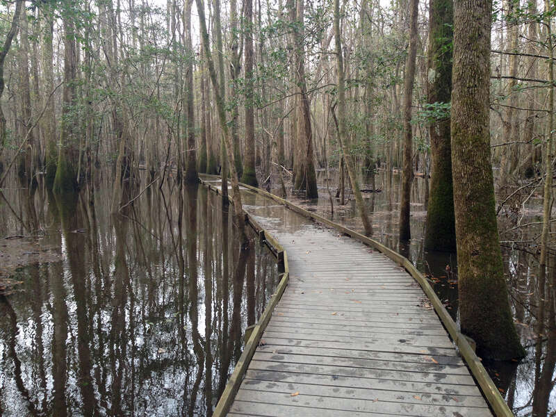 The flooded boardwalk in Congaree National Park in South Carolina.