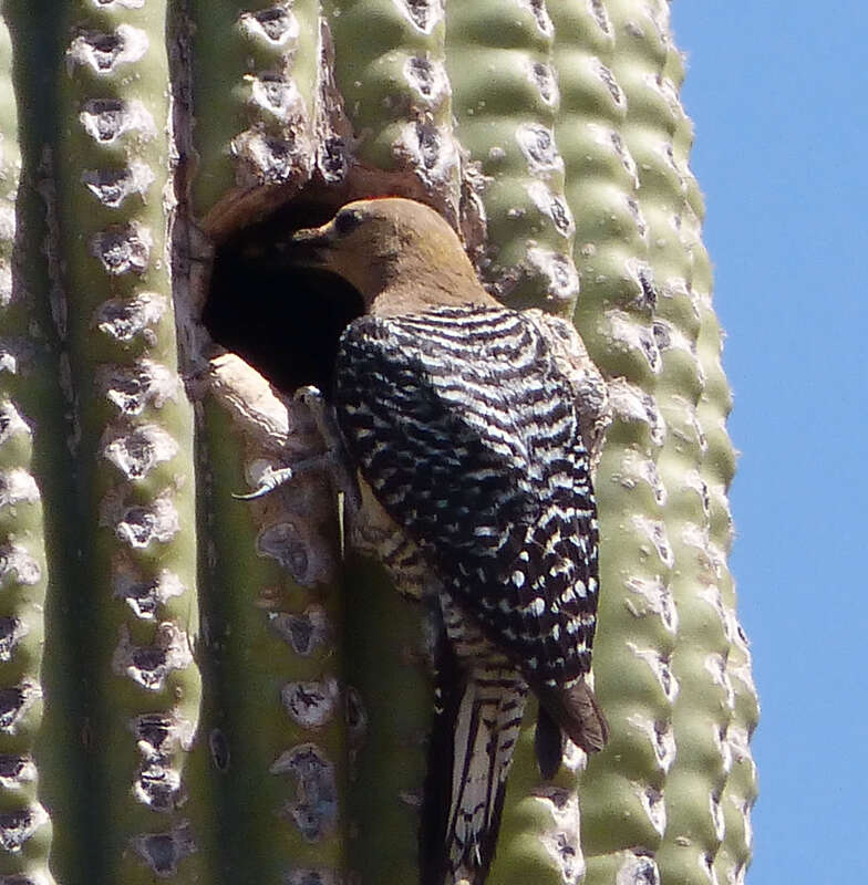 Gila Woodpecker . Melanerpes uropygialis