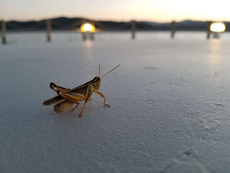 A closeup of a grasshopper on a table.