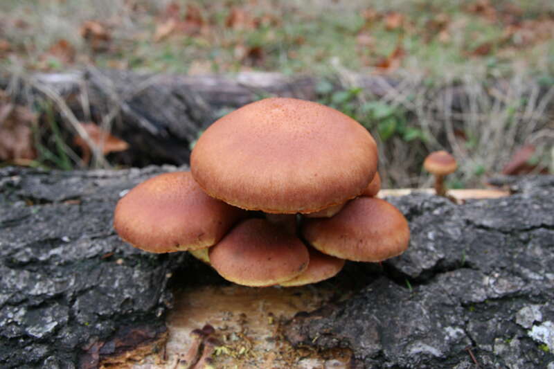 For more information about this, see the observation page at Mushroom Observer.