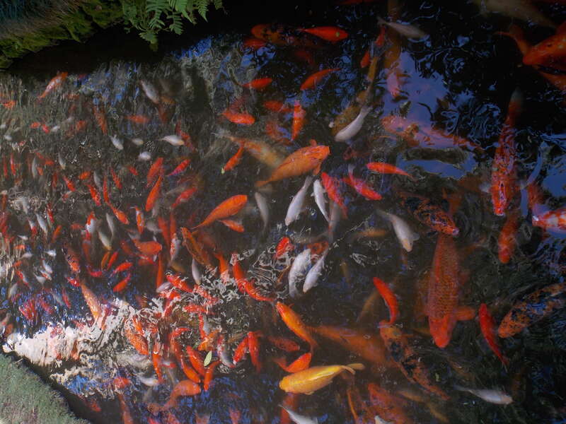 The Japanese koi at the Byodo-In Temple, a non-denominational Buddhist temple, located at the Valley of the Temples on Oahu,Hawaii.