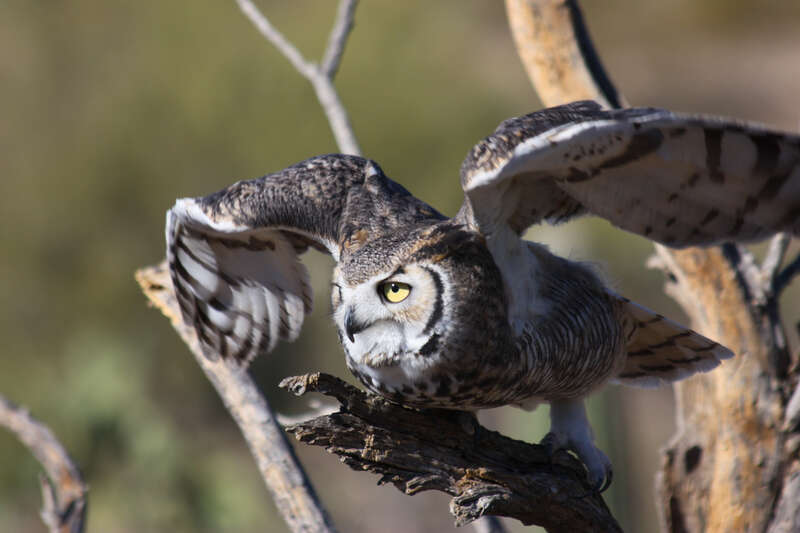 Horned Owl, Arizona-Sonora Desert Museum.