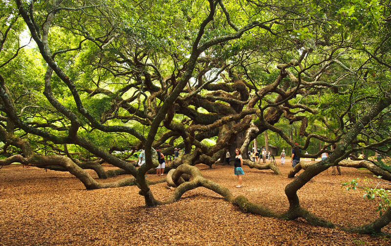 500px provided description: Angel Oak is said to be one of the oldest trees east of the Mississippi. []