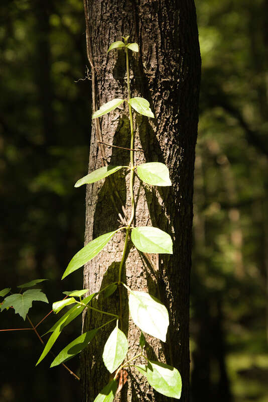 woodvamp (Hydrangea barbara)