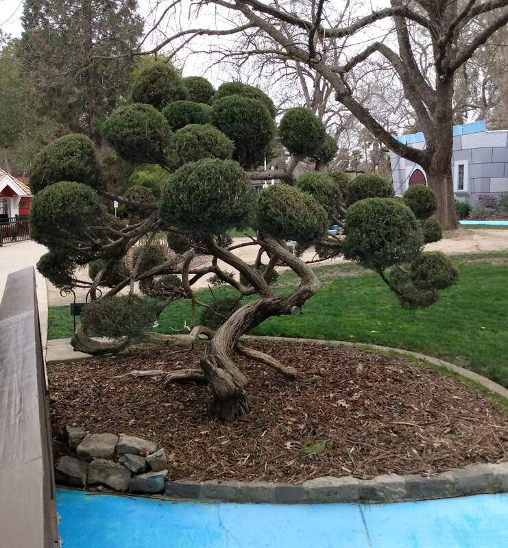 Japanese Bonsai Tree