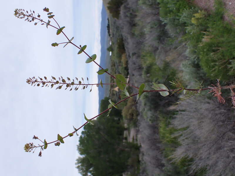 Clasping pepperweed growing along the entrance road to Bannack State Park, Beaverhead County, Montana. Dissected basal leaves and perfoliate stem leaves are diagnostic of this annual mustard forb.