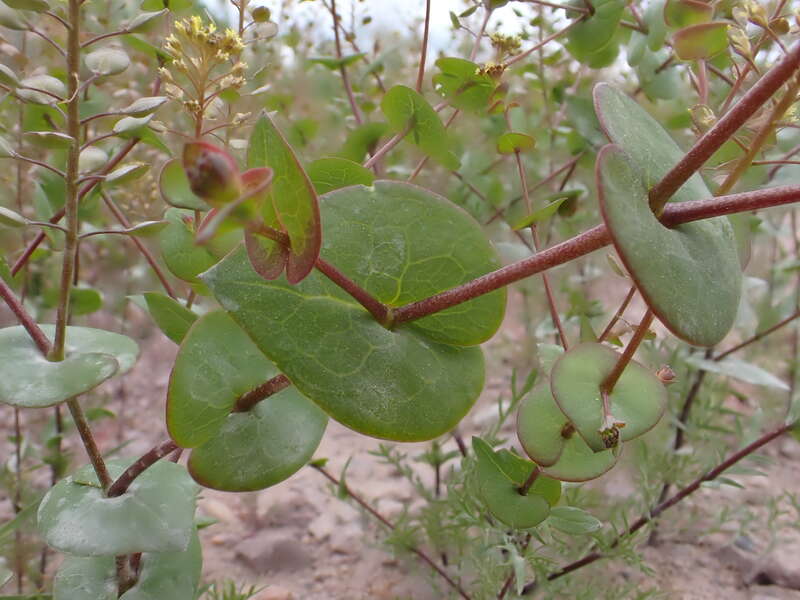 Clasping pepperweed growing along the entrance road to Bannack State Park, Beaverhead County, Montana. Dissected basal leaves and perfoliate stem leaves are diagnostic of this annual mustard forb.