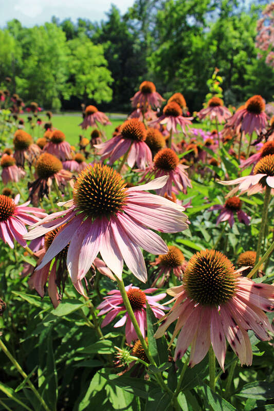 Purple coneflowers (Echinacea purpurea), Montour Preserve, Montour County.