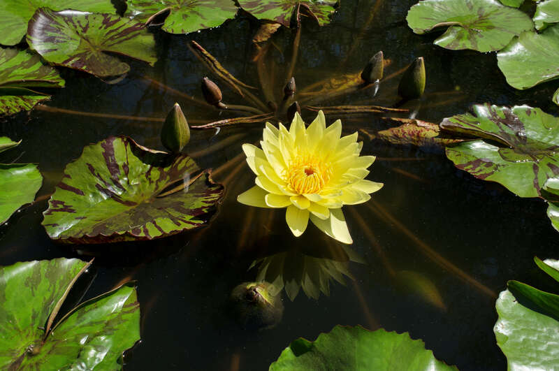 Yellow water lily (also Mexican water lily or banana water lily) in the Birmingham Botanical Gardens water lily pond in Birmingham, Alabama. This plant is native to the southern United States and Mexico. The flowers close at night.