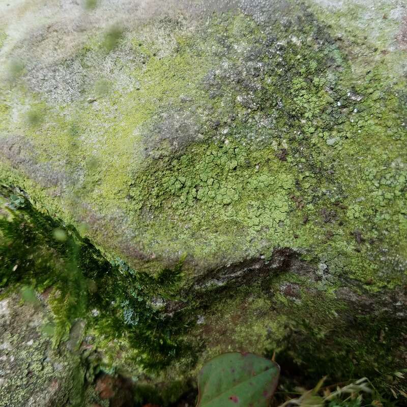 Sulphur Dust Lichen (Psilolechia lucida)