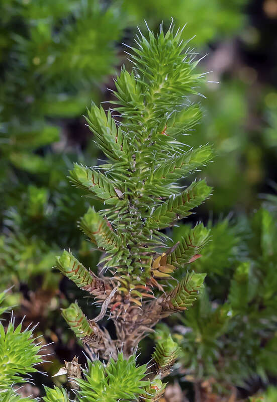 Selaginella hansenii (Hansen's spikemoss). Known as Hansen's spikemoss, this is not a moss but is a vascular plant known as a Lycophyte. Such plants are often called fern-allies but are now thought not to be very closely related to ferns. Sprorangia
