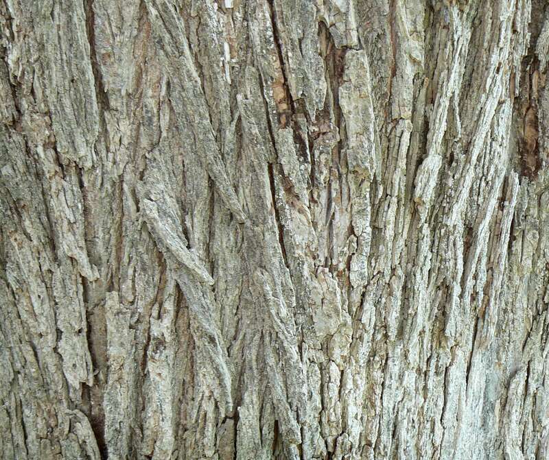 Siberian Elm (Ulmus pumila) bark