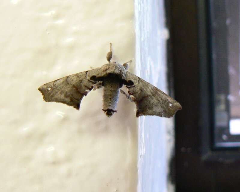 Apatelodes torrefacta