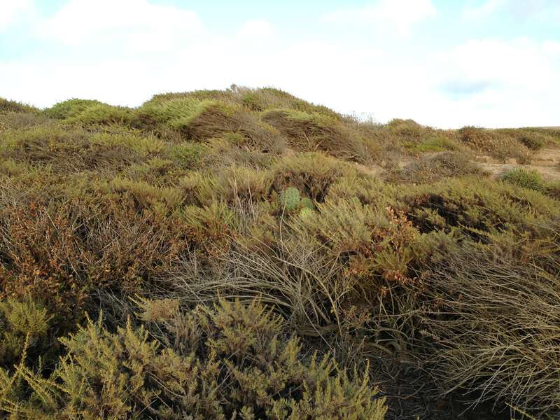 In Torrey Pines State Reserve — La Jolla.

With native plants of the Coastal sage and chaparral sub-ecoregion habitat.