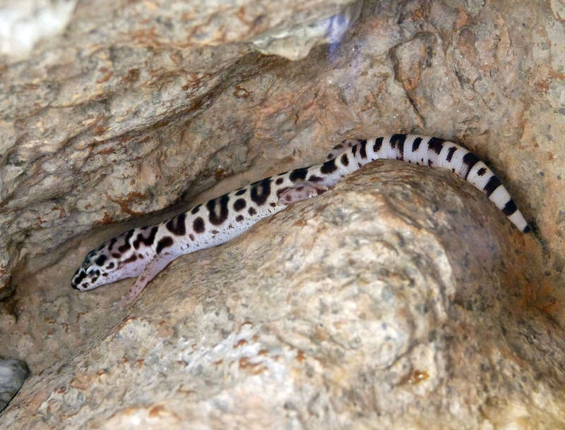 WESTERN BANDED GECKO  Coleonyx variegatus
