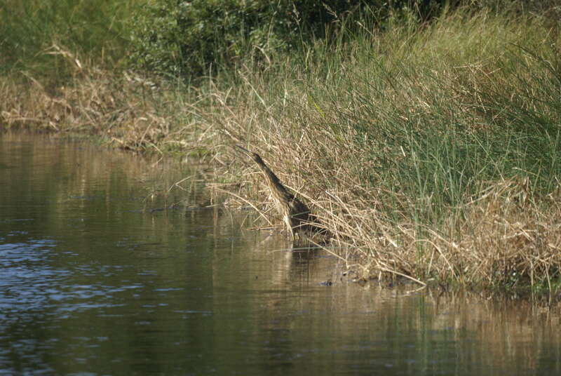 American bittern at Back Bay National Wildlife Refuge in Virginia.
Credit: USFWS