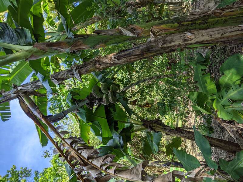 A banana tree found inside Fairchild