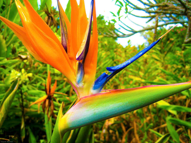 Bird of Paradise in the Kula botanical garden