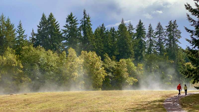 Right after the rain and sun makes a beautiful mist at Bloedel Reserve , Washington state park and photo taken by iPhone 12 Pro using telephoto camera ISO 25 at 52mm f2 with 1/1185s