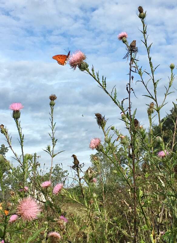 Butterfly Native Garden .jpg Native plants and flowering blooms attract butterflies in Conyers, GA.